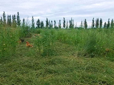 農(nóng)場(chǎng)展示