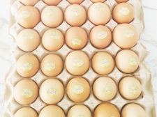 海蘭褐雞 雞蛋